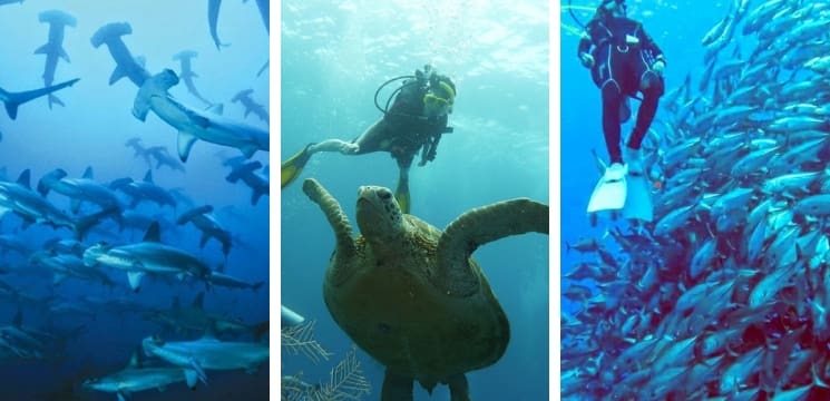 pulau layang layang sabah