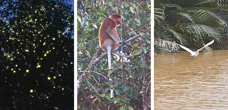 wetland weston park beaufort sabah