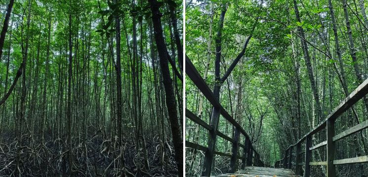 Kota Kinabalu Wetland Ramsar Site