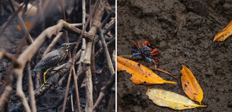 Kota Kinabalu Wetland Ramsar Site