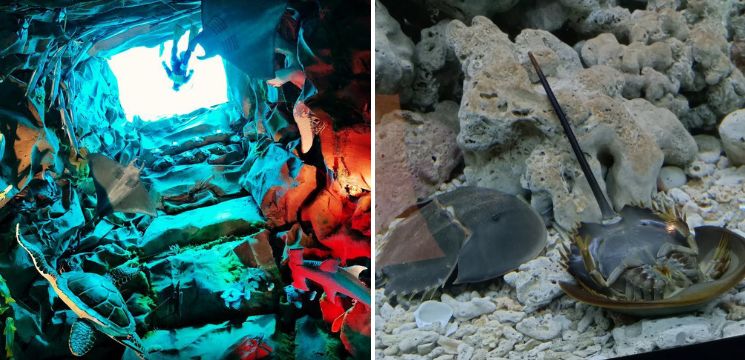 Aquarium & Marine Museum