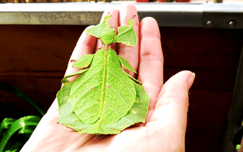 holiday family butterfly farm cameron