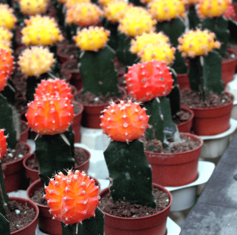 tempat menarik brinchang cameron best