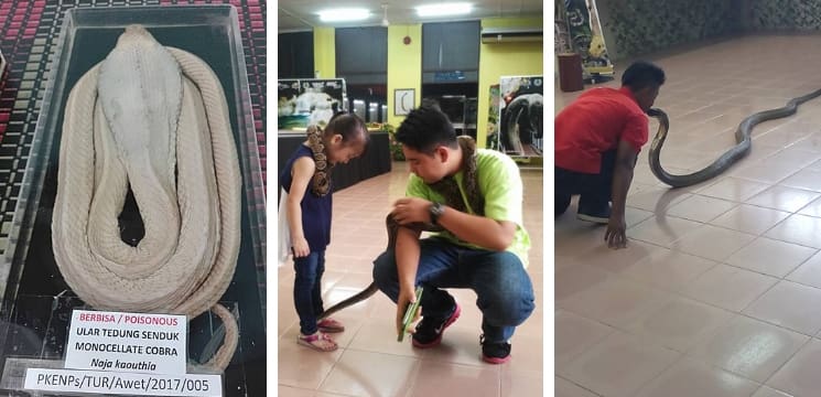 taman ular & reptilia perlis