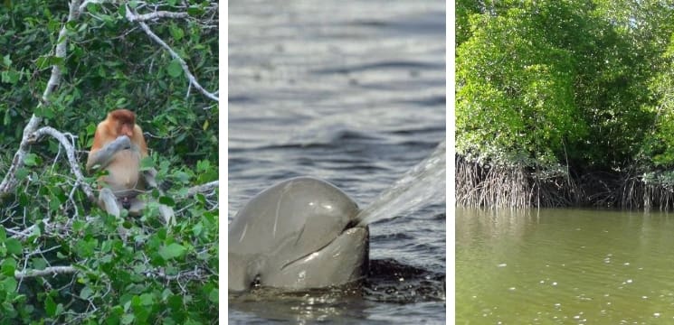 kuching wetland national centre