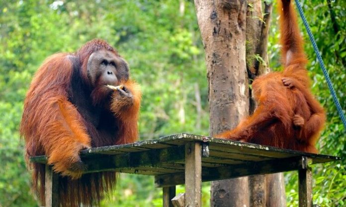 Semengoh-Wildlife-Kuching