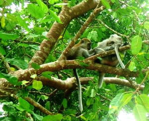 makan angin pulau pangkor