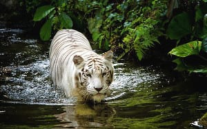 night safari singapore zoo
