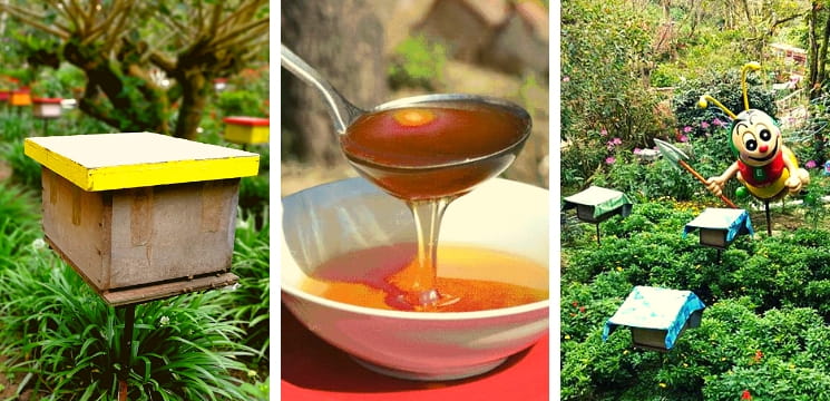 ladang lebah di cameron highland