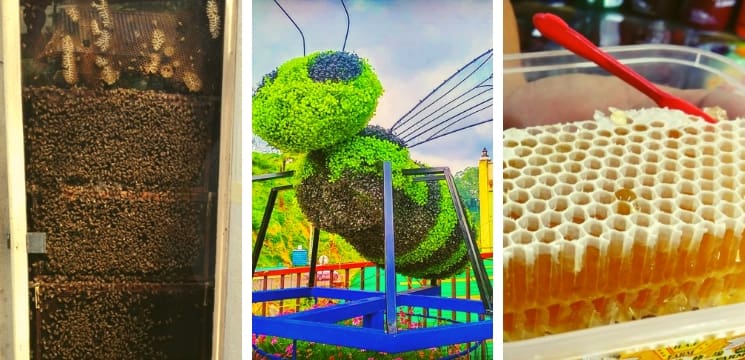 apa menarik di cameron highlands