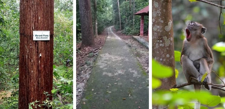 hutan rekreasi sungai udang melaka