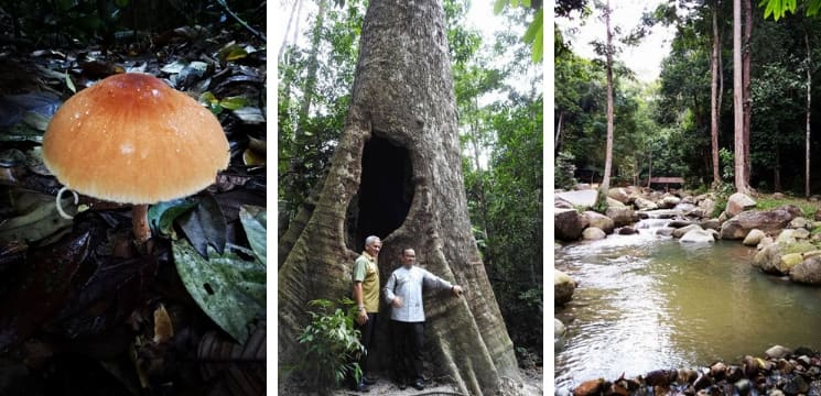 hutan negeri sungai menyala pd