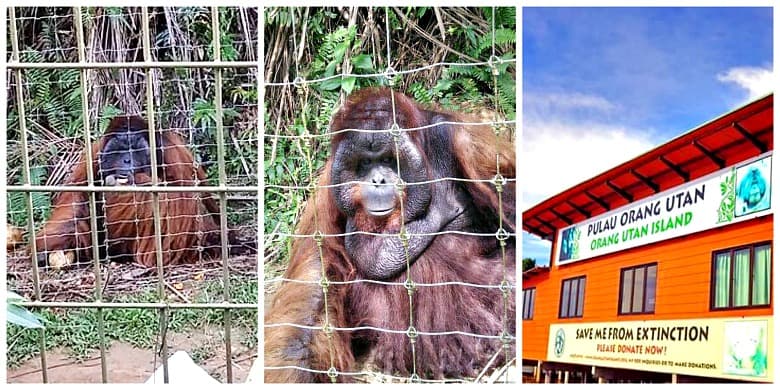 pulau-orang-utan-bukit-merah-perak