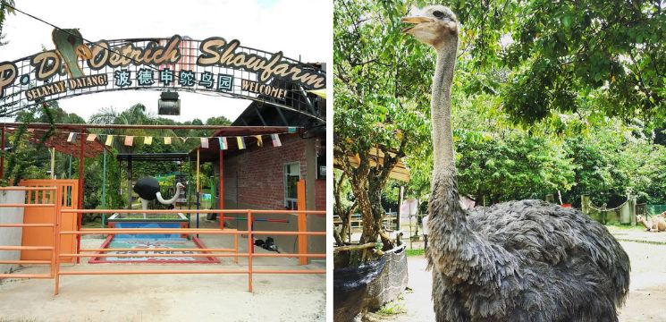 PD Ostrich Show Farm