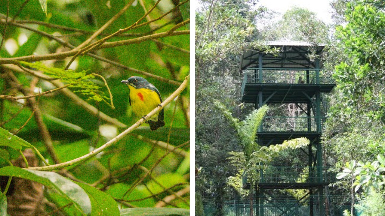 bird watching burung panti