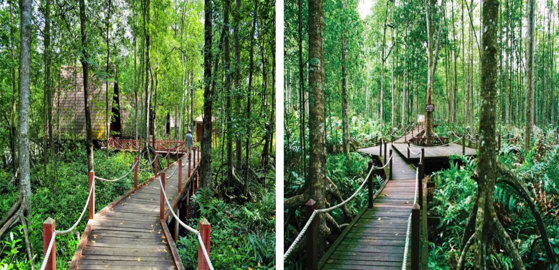 Matang Mangrove Forest Reserve