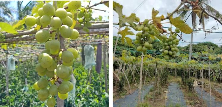 Taman Tanaman Anggur Semporna, Kampung Kuala Bibang