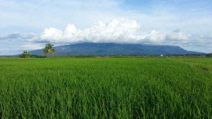 7 Pilihan Homestay Terbaik di Jitra yang Menepati Citarasa Anda!