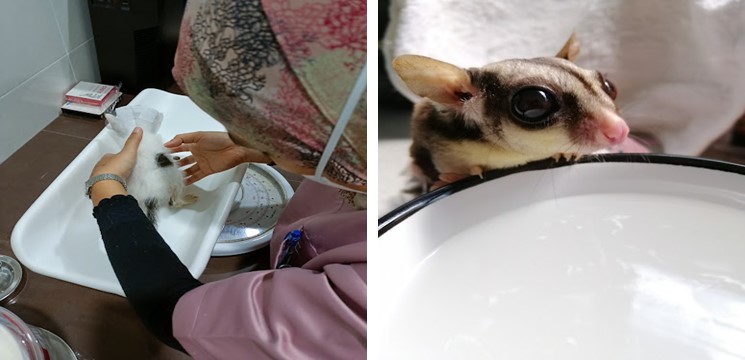 klinik haiwan di melaka