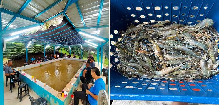 Kolam Mancing Udang Galah Rembau