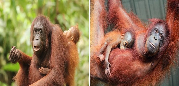 Pusat Pemuliharaan Orang Utan Sepilok