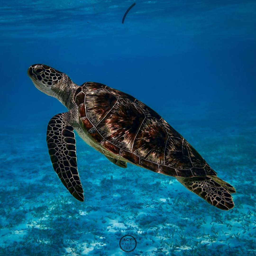 budget honeymoon ke maldives